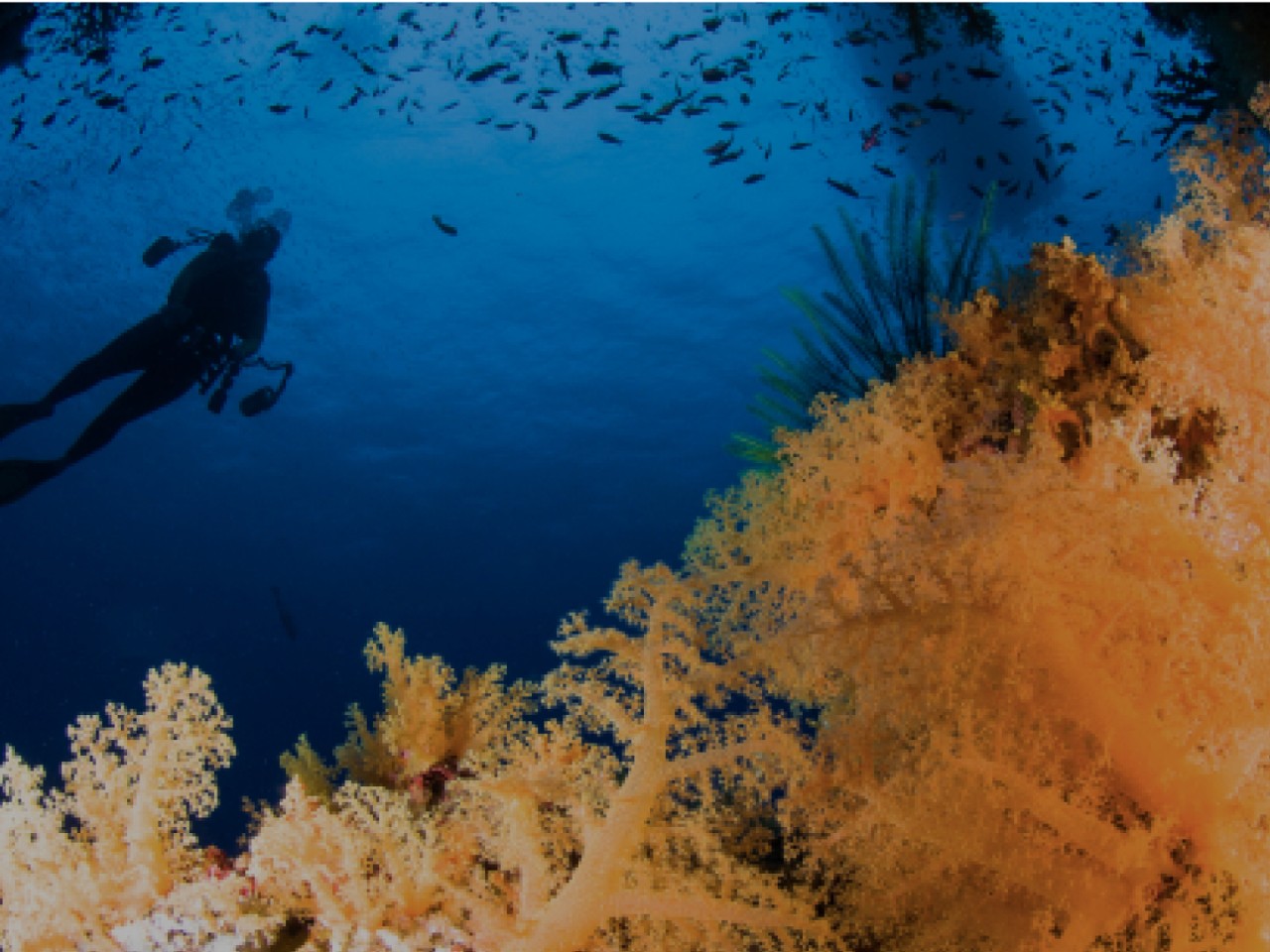 reef